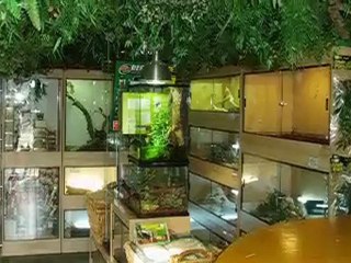 Pet Shop - Pauls Reptile Den