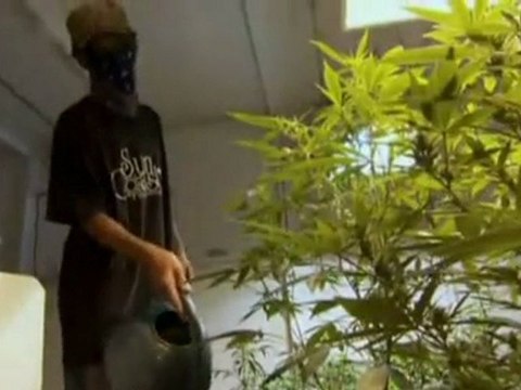 Marihuana THC zdrowie jakie nam zakazuje Tusk przemysl farmaceutyczny w Polsce S24h7