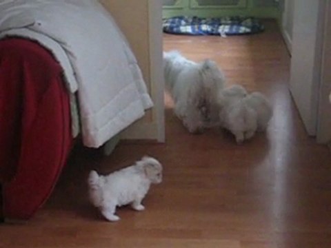 ti cotons à 6 semaines