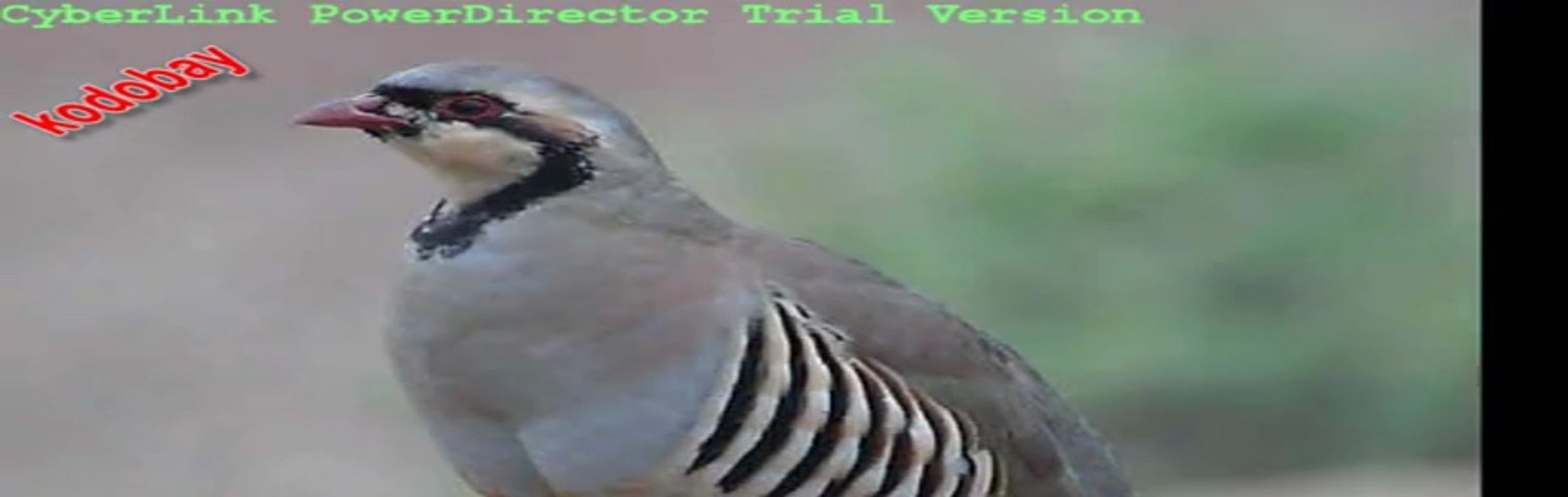 KEKLİK AVI AVLARIN EN KIRALI torozza