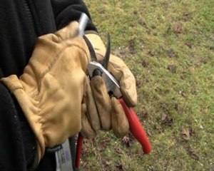 Aiguiser le sécateur de taille - Vigne - Champagne