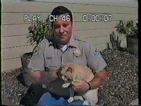 Chat complètement dingue !