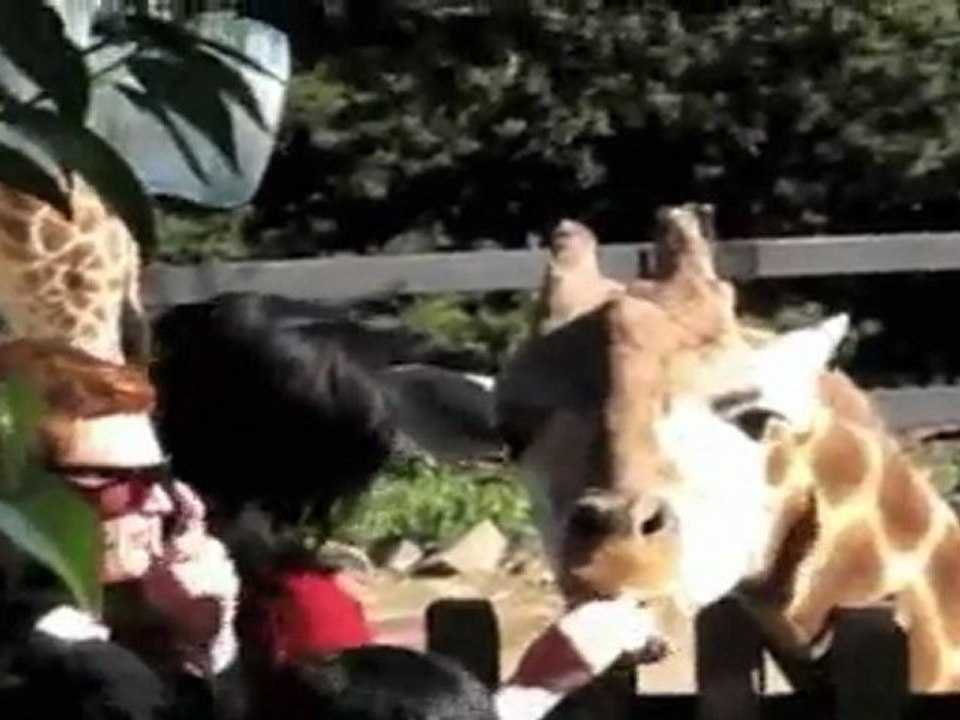 Katy Perry's Animal Attraction