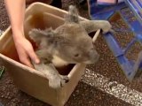 Stolen Koala Back at Sydney, Australia Wildlife Park