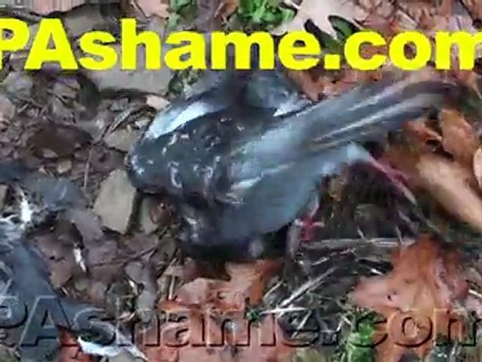 Will Mike Tyson Help Pennsylvania's Pigeons?