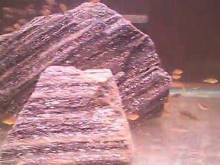 petrochromis famula kaiser ve membe deep yavrular