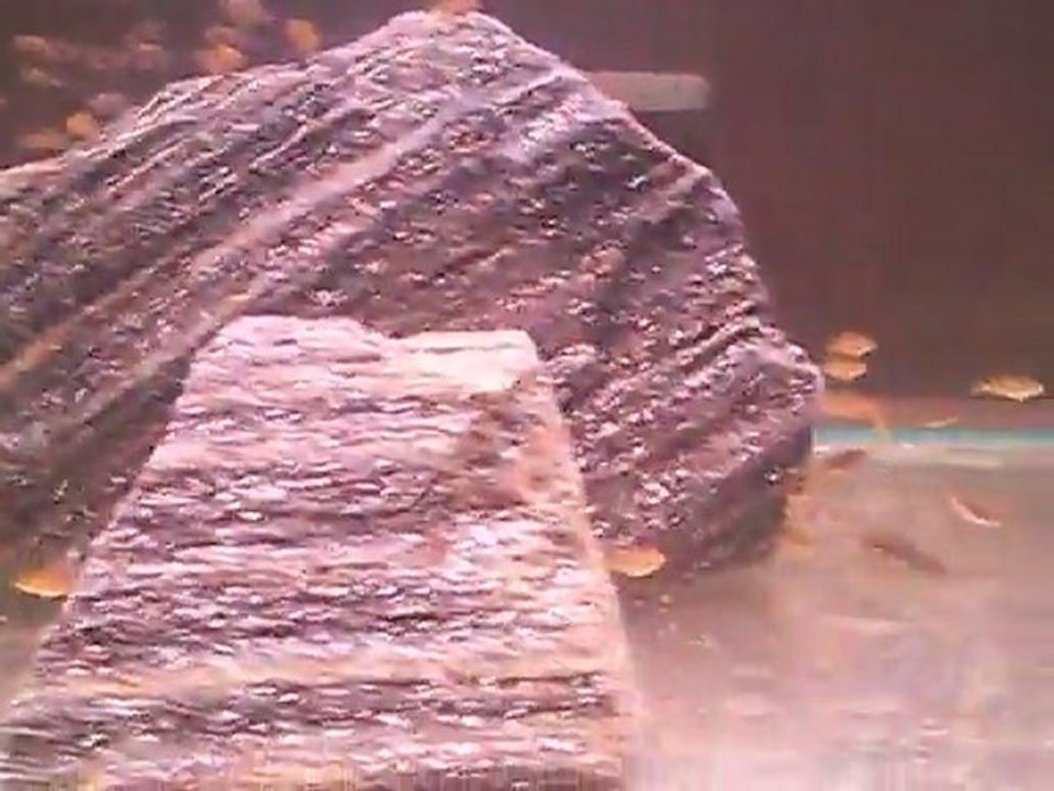 petrochromis famula kaiser ve membe deep yavrular