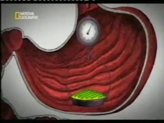 Bacterias: Obesidad y flora intestinal