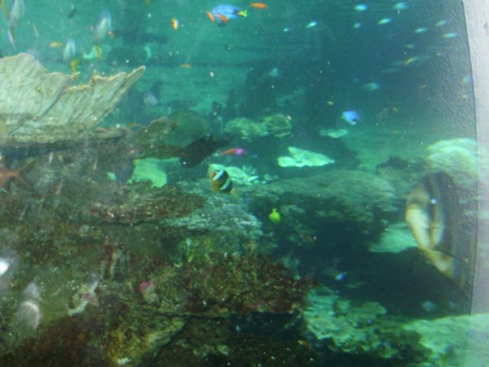Naussica
