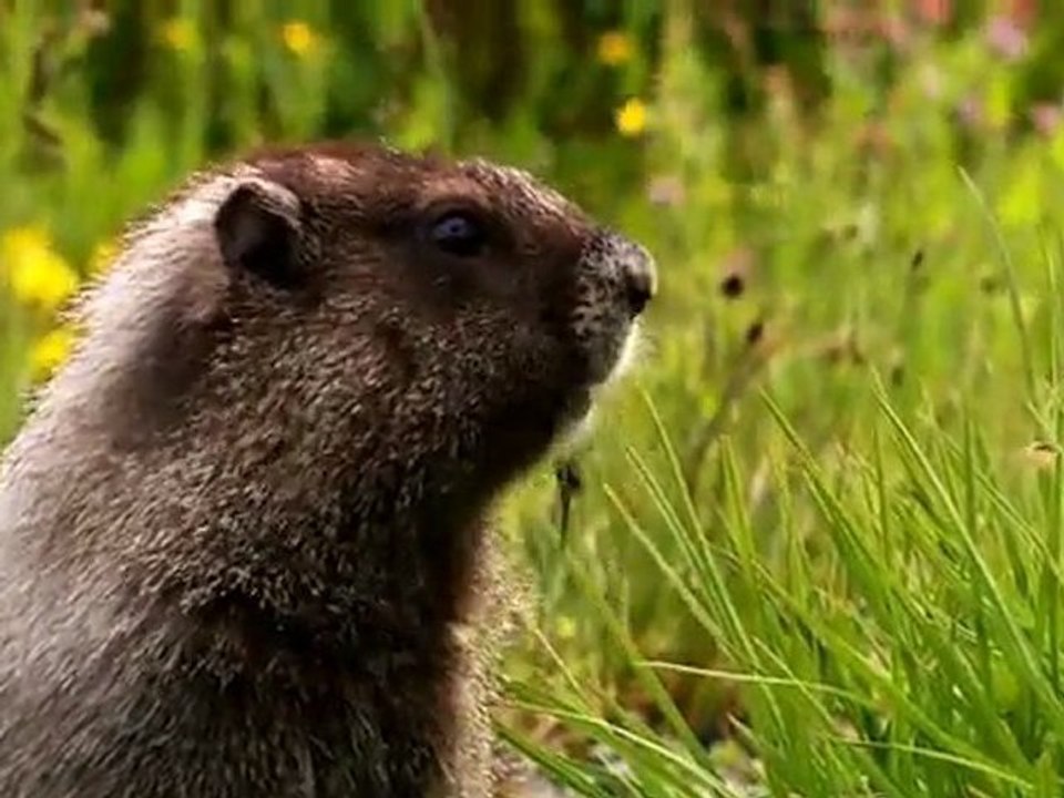 Wildlife