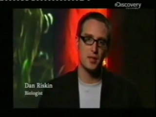 Beilis Ascaris: Ciclo vital de un parasito