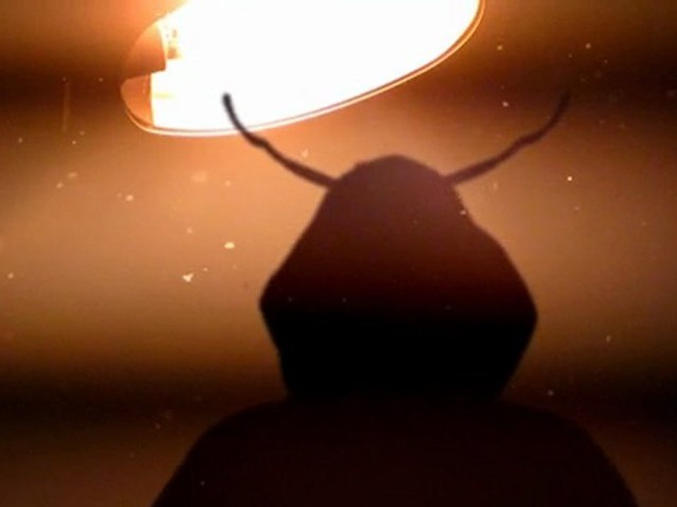 David Lynch "I know" - Concours de clip Genero Tv