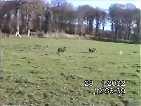 Acemilerin Domuz Traşları avyaban.com - ergo