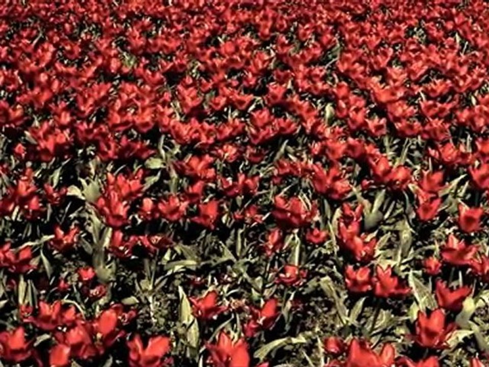 CARICIAS 1 - das Original - Hasso Bensien (2000).m4v