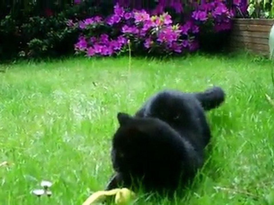 CALYPSO