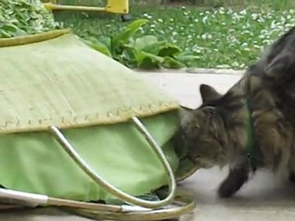 Cachou et le sac