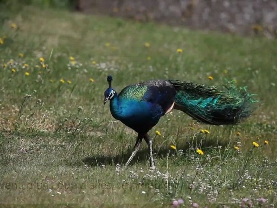 Insolite : Un paon en vadrouille dans les rues...