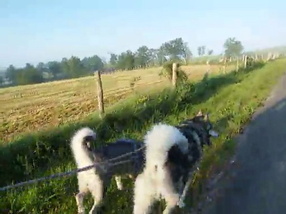 Earl et Dina en cani rando