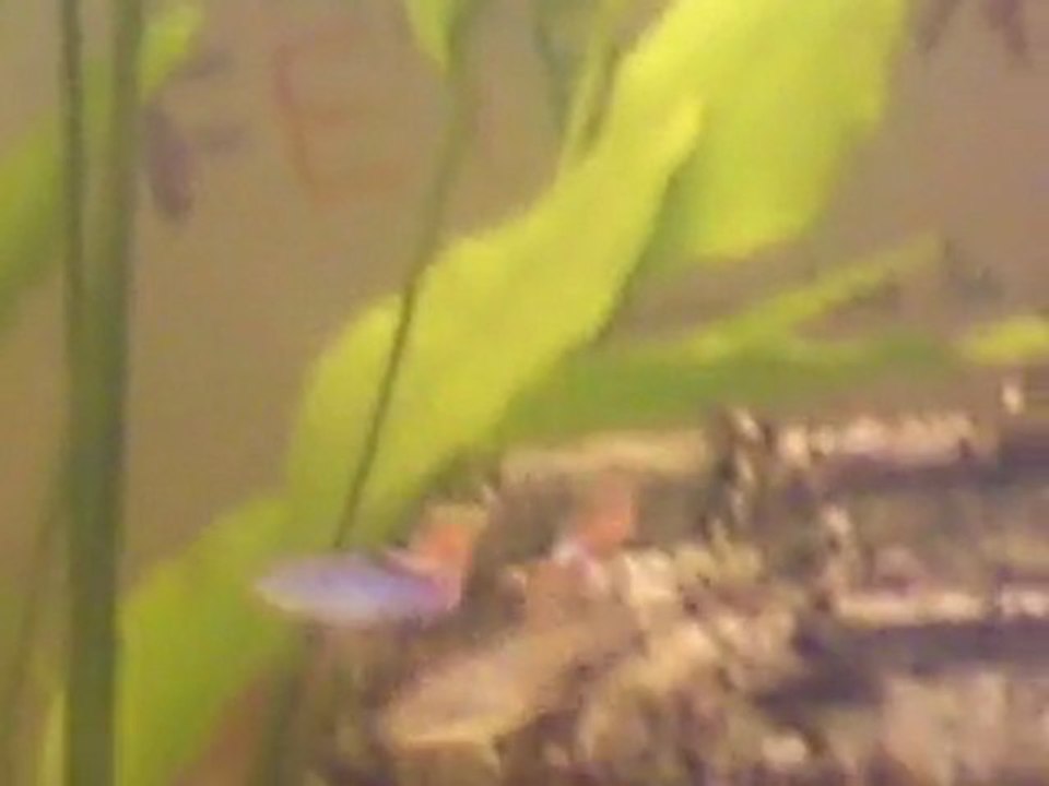 reproduction de guppy