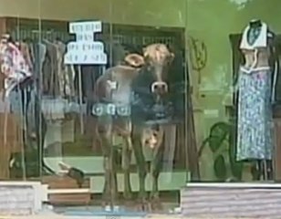 Une vache bloquée dans un magasin de vêtements !