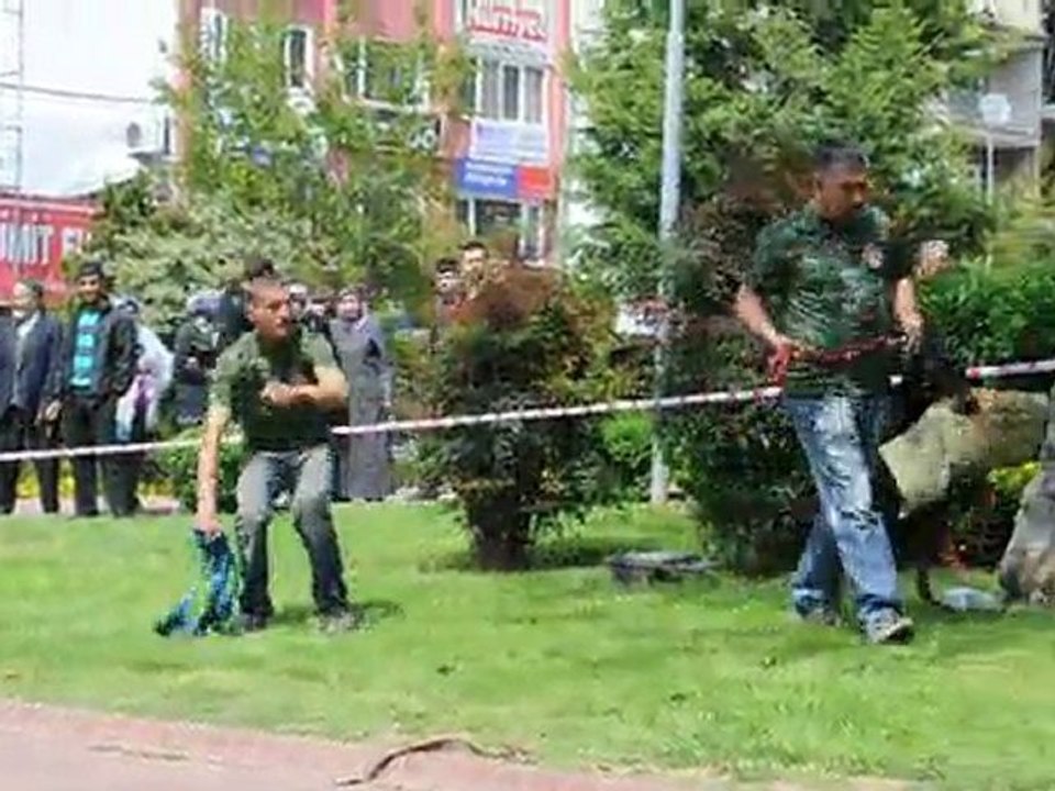 köpek gösterisi 2