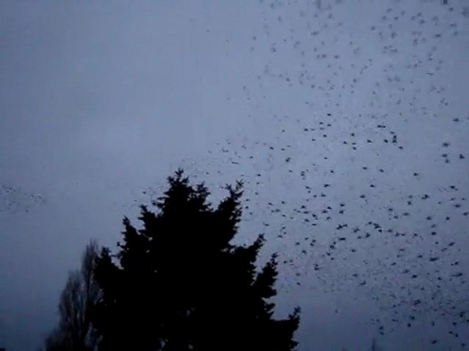 Les oiseaux des Etablières