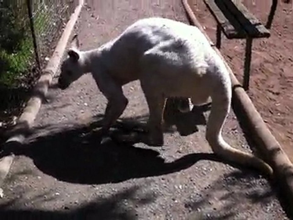 Gros Kangourou albinos