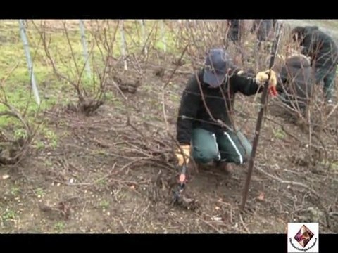 Prolongements - Taille Chablis de la vigne en Chablis - Champagne