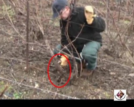 Rachet - Taille Chablis de la vigne en Chablis - Champagne