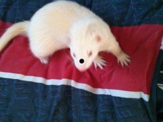 les furets de fripouille