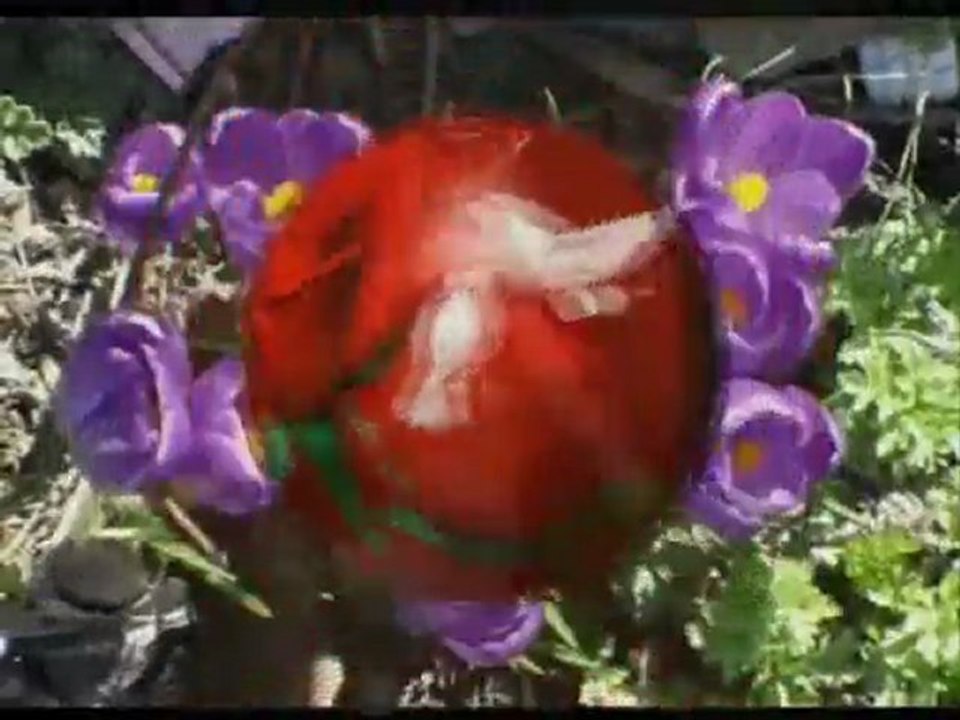 Nasze róże pachną dziś