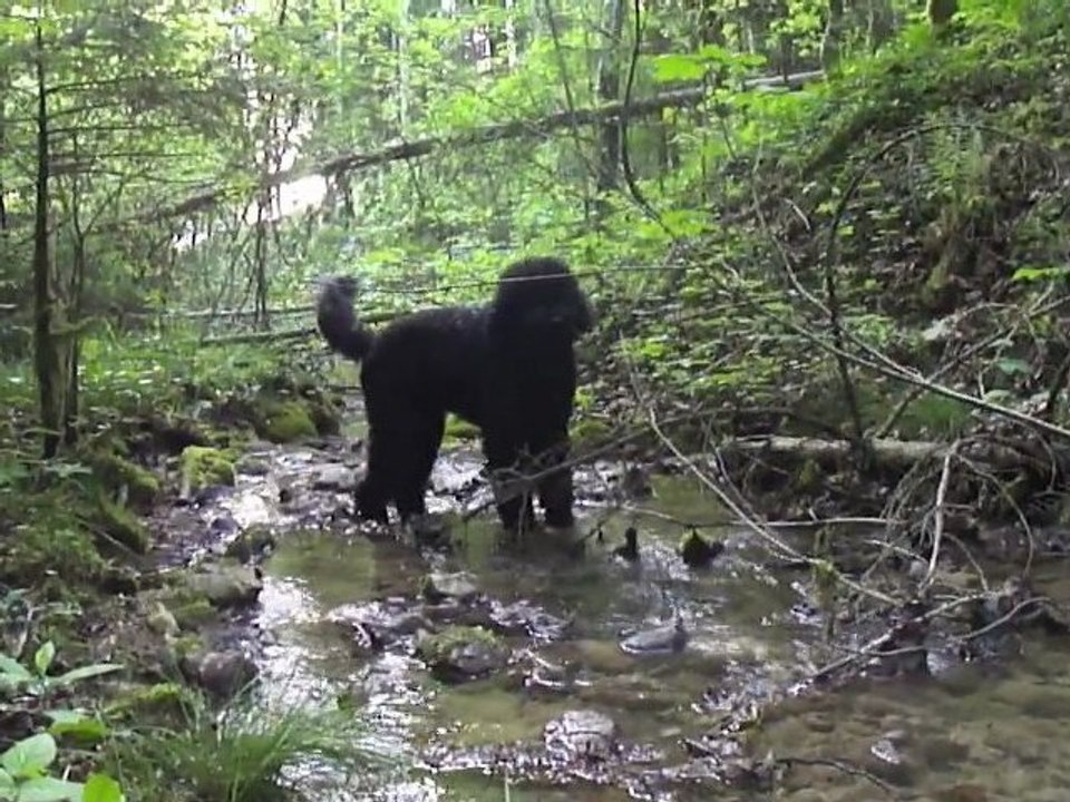 le concert d'oiseaux