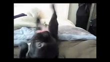Como Adiestrar A Un Bulldog Frances