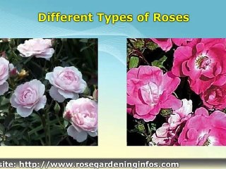 Different Types Of Roses