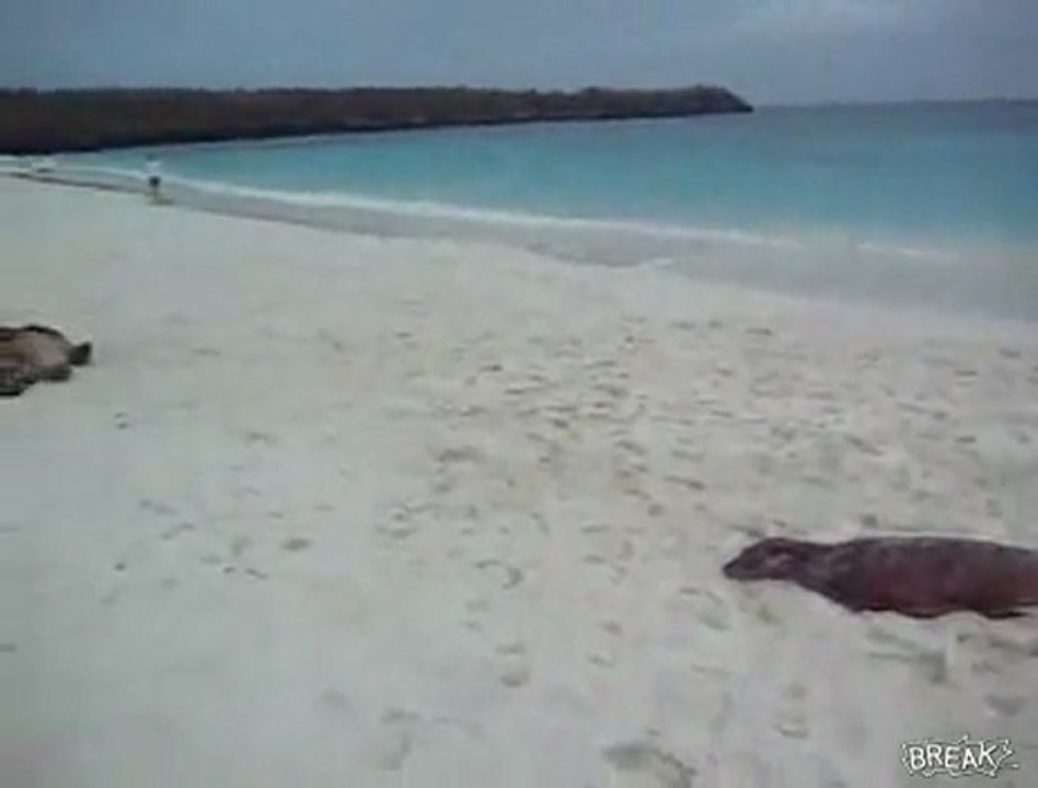 Sea Lion is Exhausted