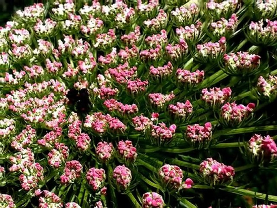 האביב בעקבותיך