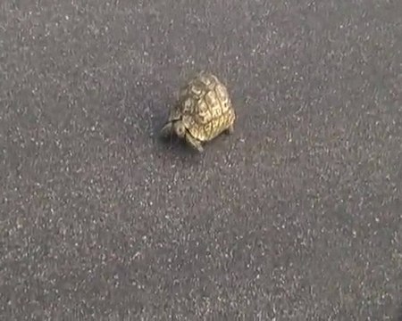 Tortue perdue dans le Kruger, Afrique du sud