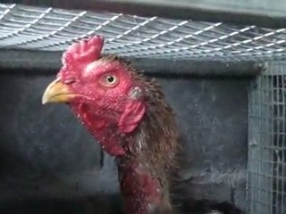 coq et sa poule