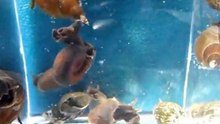DEEP SPACE SNAILS