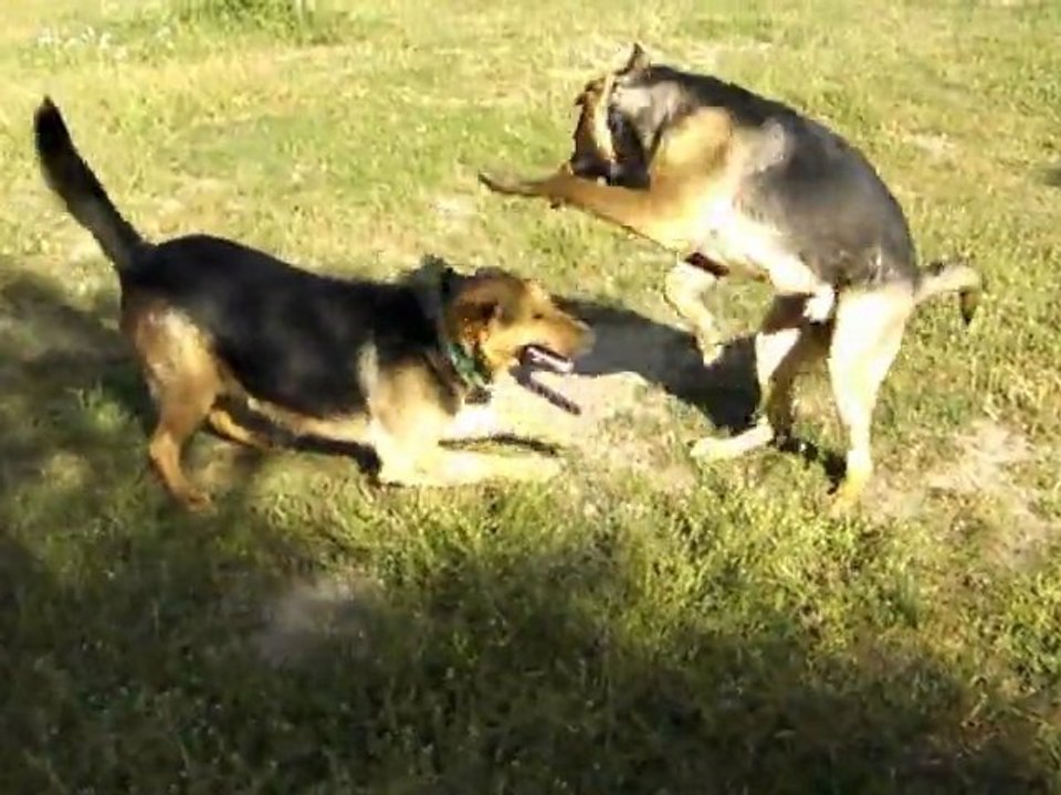Pipo & Yorgo