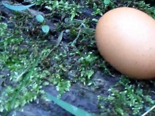 Real YETI EGGS found by prof Drock!!!