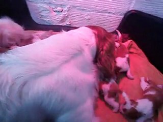 Chiots de Canna:ils ont une semaine!