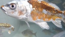 DEEP SPACE FISH