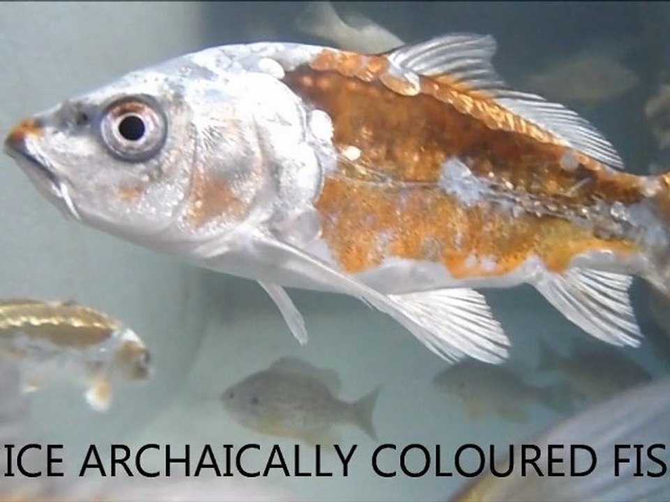 DEEP SPACE FISH