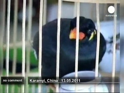 Leçons de chinois avec un mainate - no comment