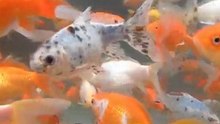 STUPID GOLDFISH  ==  a lot of them