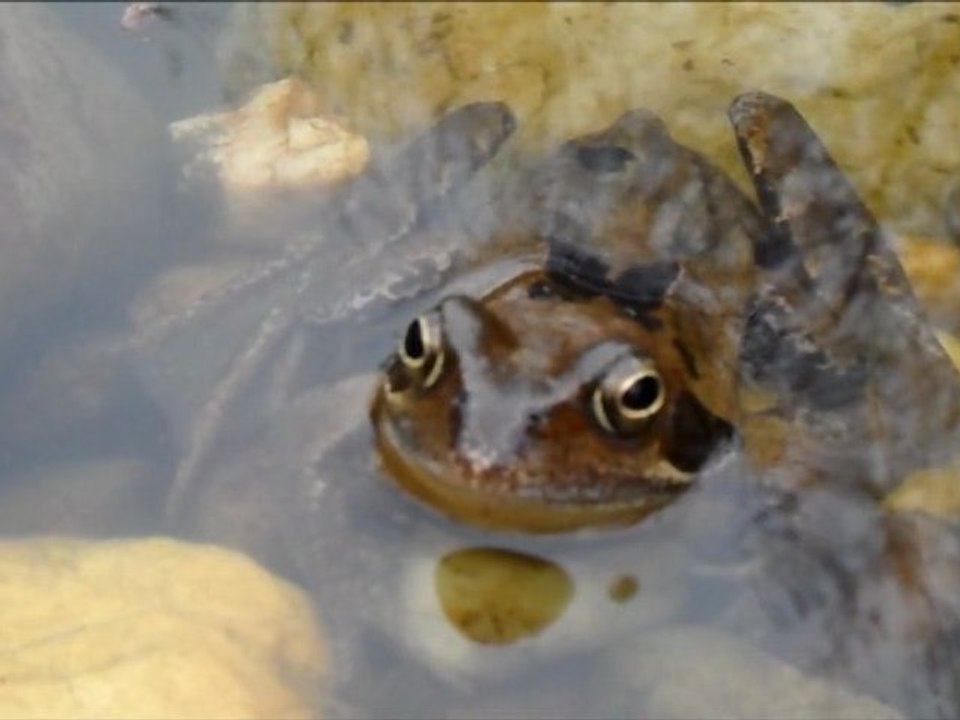 REJECTED BY A FROG