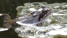 LEAN ON YOUR KIDS  ==  Lazy FROGS