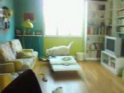 Ma Chienne est folle et je le vie bien. :)