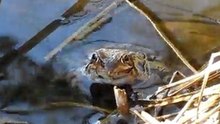 FROG HYPNOTIST EXPOSED